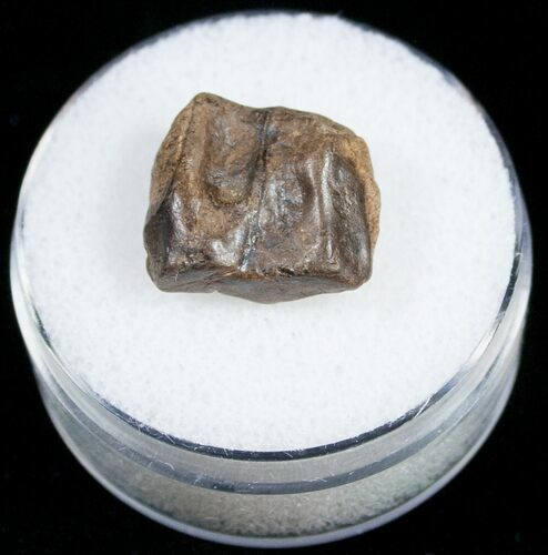 Very Worn Triceratops Shed Tooth - Montana #10771